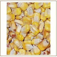 Yellow Maize