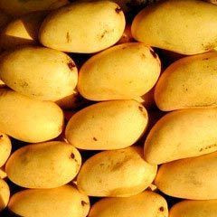 Fresh Mangoes