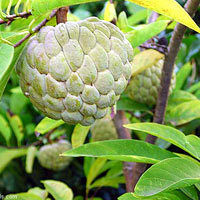 Custard Apples