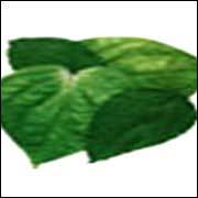 Betal Leaf Oil