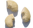 Fancy Butts Cashews