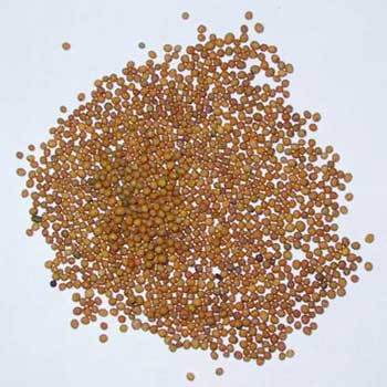 Yellow Mustard Seeds - Premium Quality | Ideal for Pickling, Cooking, and Soothing Muscle Relief