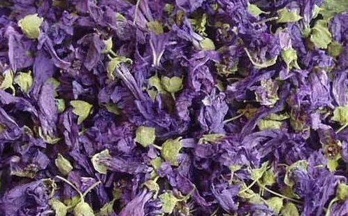 Plant, Flowers & Dried Flowers