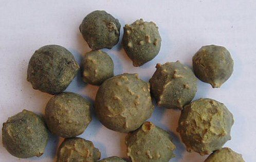 Gall-Nuts Green