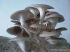 Oyster Mushroom