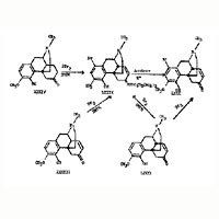 Phosphorus Acid