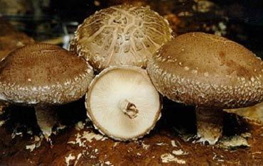 Shiitake Mushroom