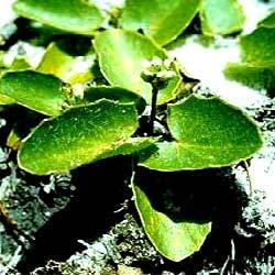 Brahmi (Centella Asiatica)