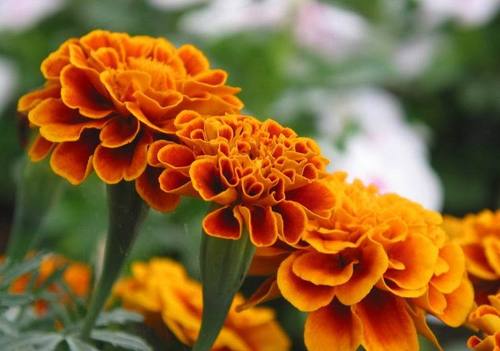 Marigold Extract (20% ~ 80% Lutein)