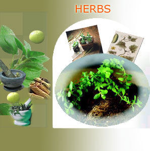 HERBS