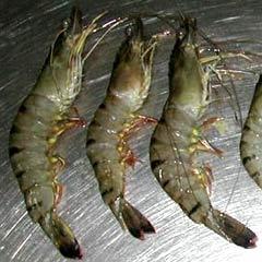 Black Tiger Prawns