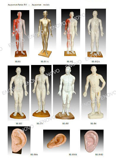 Acupuncture Human Model