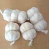 Organic Fresh White Garlic Grade: Food