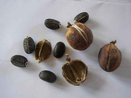 High Producvity Jatropha Curcas Seeds