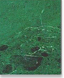 LOTUS GREEN MARBLE