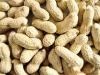 Fresh Peanuts Seeds
