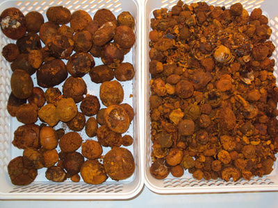 Dried Ox Gallstone