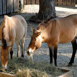 Animal Feeds - Superior Quality Nutrition for Livestock, Durable and Economical Solutions