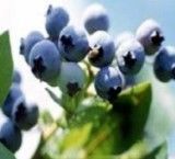 Bilberry P.E