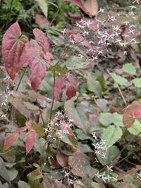 Epimedium P.e