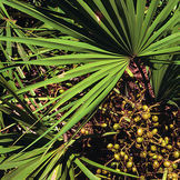 Saw Palmetto Fruit P.E