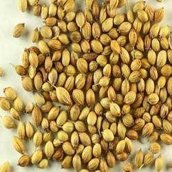 Coriander Seeds