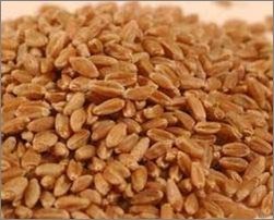 Shortex Wheat