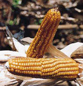 Yellow Corn