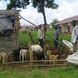 Goat Farming Services By J. D. Infratech Limited