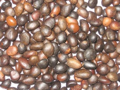 Palm Kernel Nuts And Shells