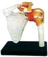 Shoulder Joint Models