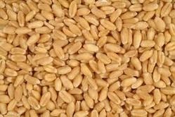 Sorted Wheat