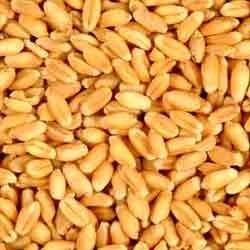 Jai Jawan Wheat