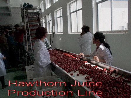 Hawthorn Juice Production Line