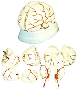 Brain Arteries Models