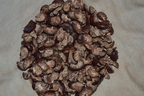 Dried Areca Nut