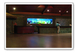 Designer Aquariums