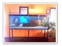 Designer Fish Aquariums