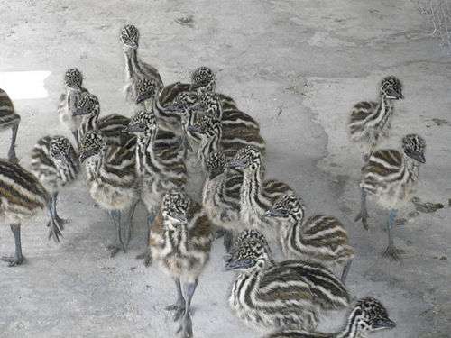 Emu Chicks - One Month Old , Healthy and Vibrant Emu Chicks Ready for Farming