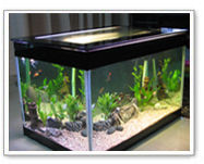 Fish Aquariums - High Grade Material, Elegant Design, Widely Appreciated Quality