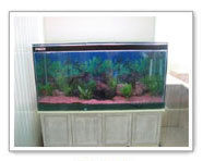 Table Top Aquariums