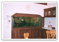 Table Top Designer Aquariums