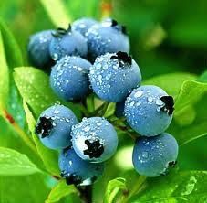 Bilberry Extract Powder