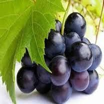 Grape Seed Extract Powder