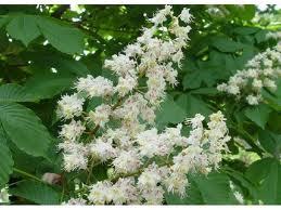 Horse Chestnut Extract Powder