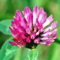Red Clover Extract Powder By REINDEER BIOTECH CO.,LTD.