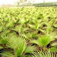 Washingtonia Filifera