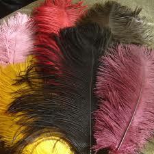 Ostrich Feathers