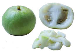 Indian Round Gourd - Apple-Size, Light Green Fruit Ideal for Cooking, Pickling, Snacking, and Medicinal Uses