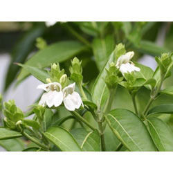 Adhatoda Vasica Nees - Perennial Herb Extract, Light Green Color, Expectoration and Antispasmodic Properties